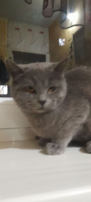 Piwak sotladi parodali.