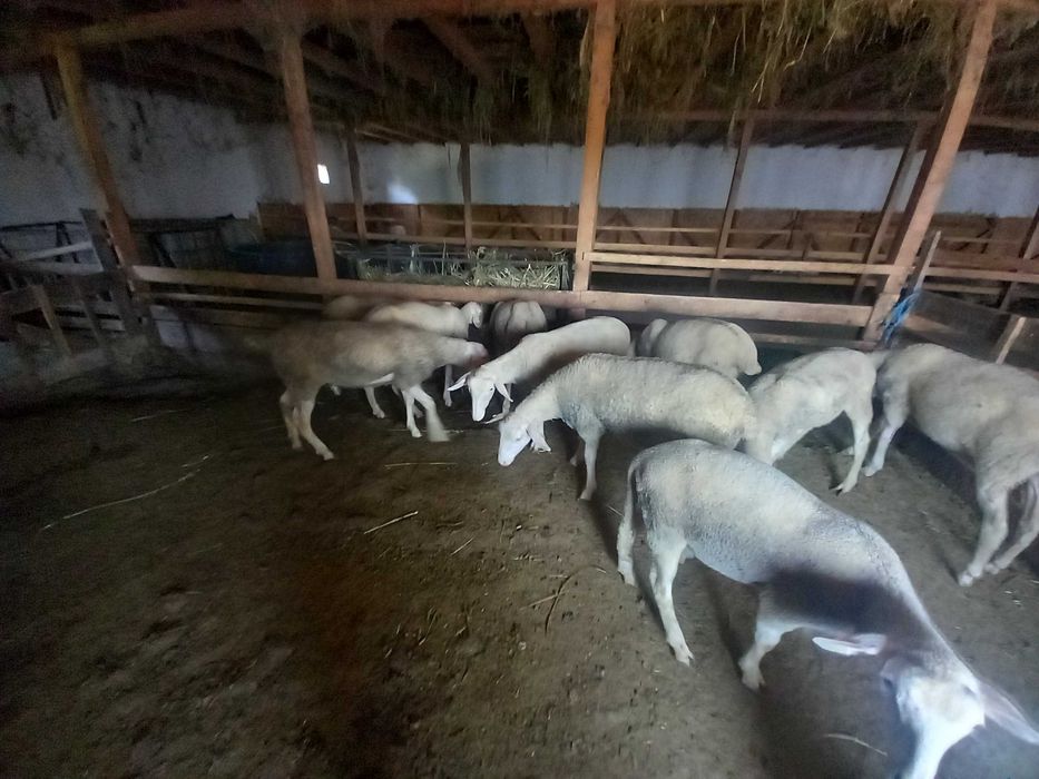 Miei lacaune de vânzare
