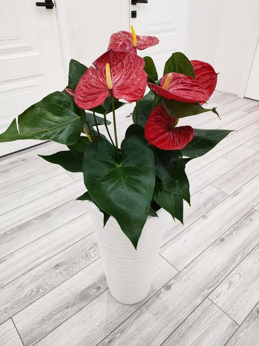 Растения. Доставка есть