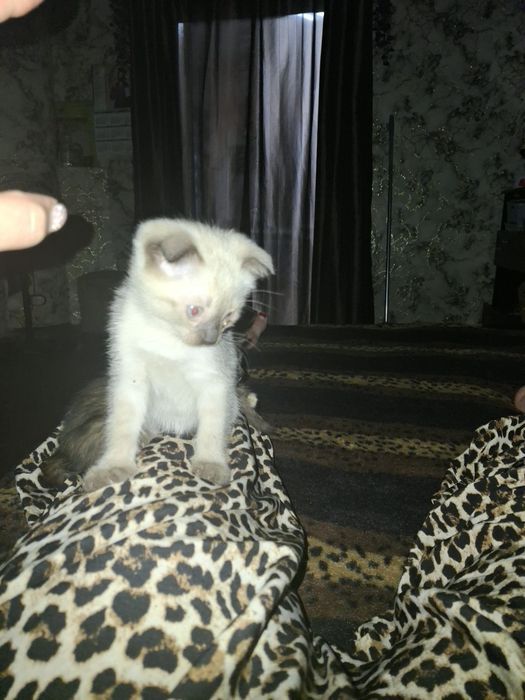 Отдам котят в хорошие руки.