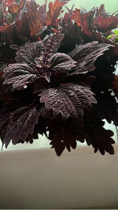 Продам сортовые колеусы