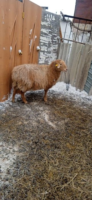 Продается Баран стоит в красный яре