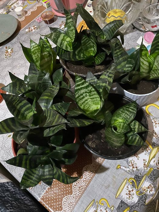 Продаю цветы сансевьера