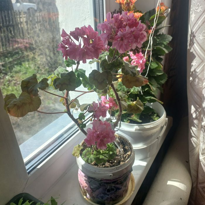 Продам комнатные цветы