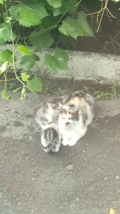 Котята очень красивые!