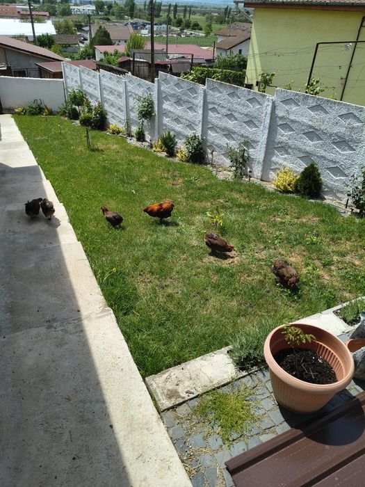 Uriaș German și Araucana gat Auriu
