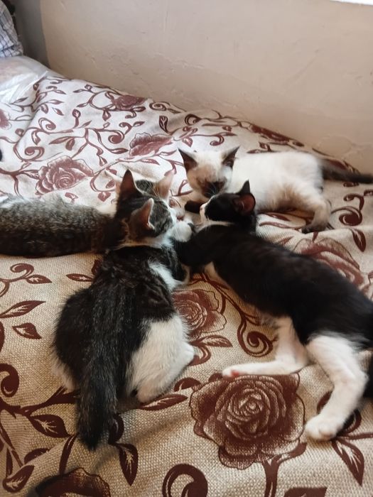 Кошки 3 месяца отдам бесплатно