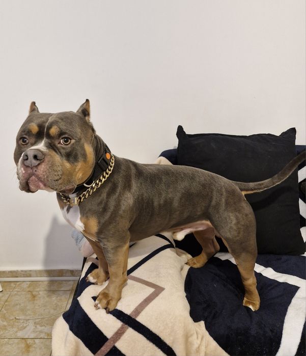 Psihologie canină și dresaj