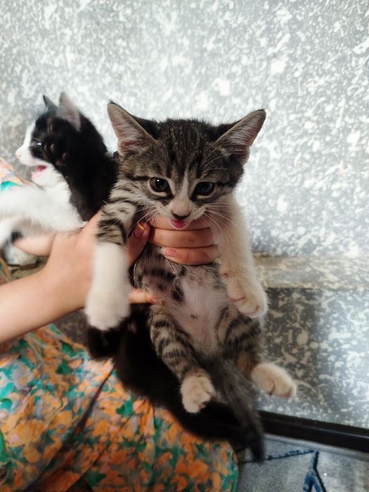 Отдадим котят в хорошие руки