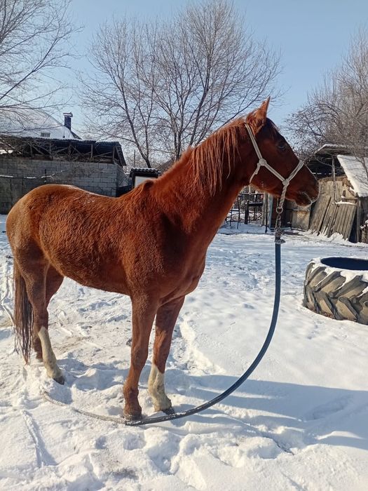 Жеребец дончак крупный