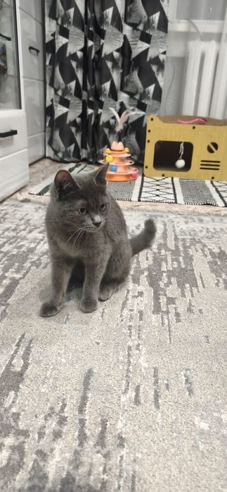 Кошечка ищет дом