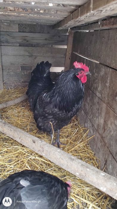 Cocos rasa  australop