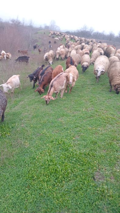 Dau doua oi pentru proțap