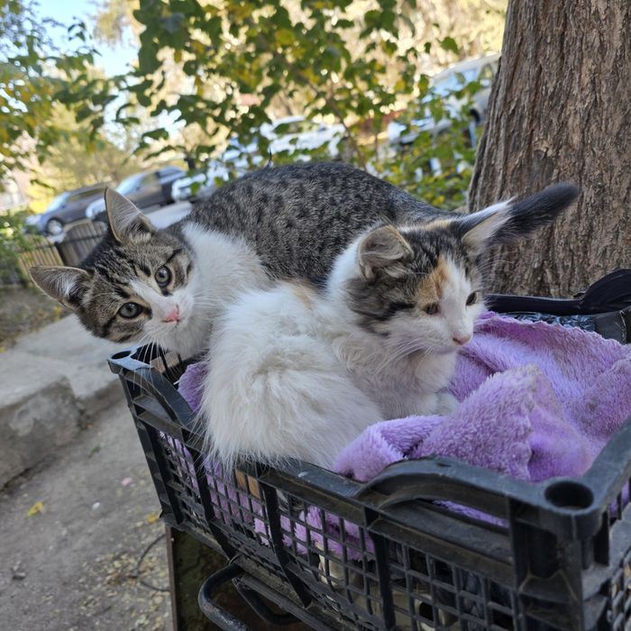 Котята в добрые руки.
