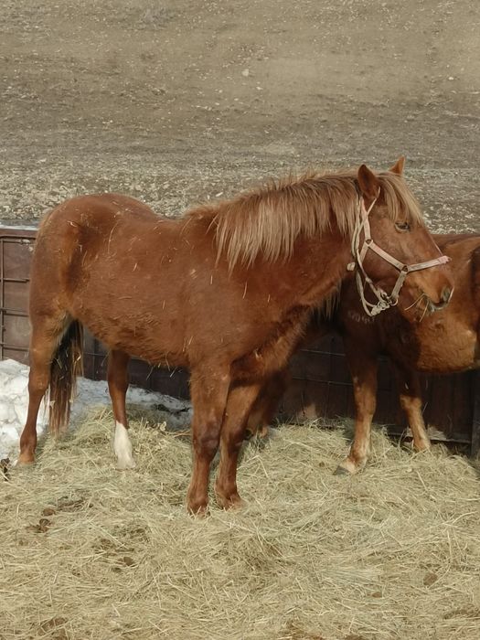 Айғыр сатылады 23 жылғы