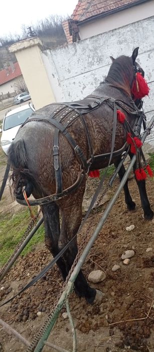 Vând mânză are un an și 3 luni mai multe detalii la Nr de telefon