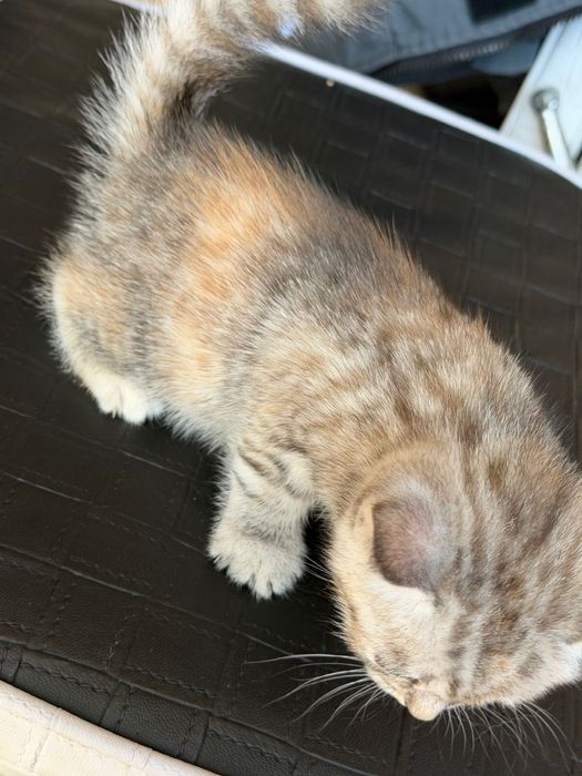 Продам котят шотланд