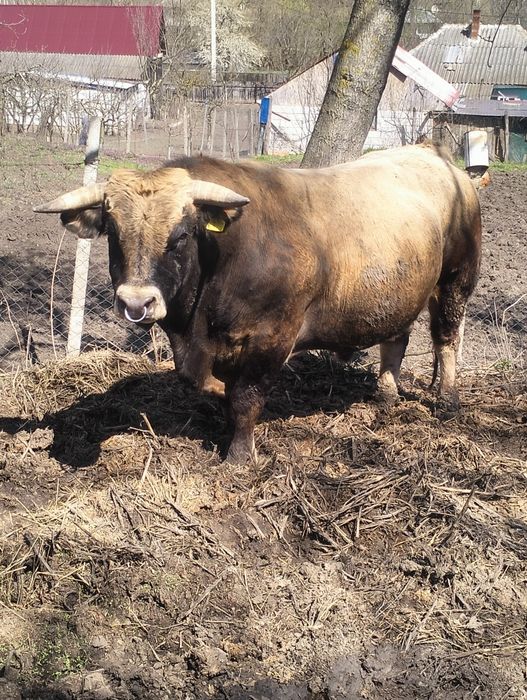 Taur Aubrac de vânzare