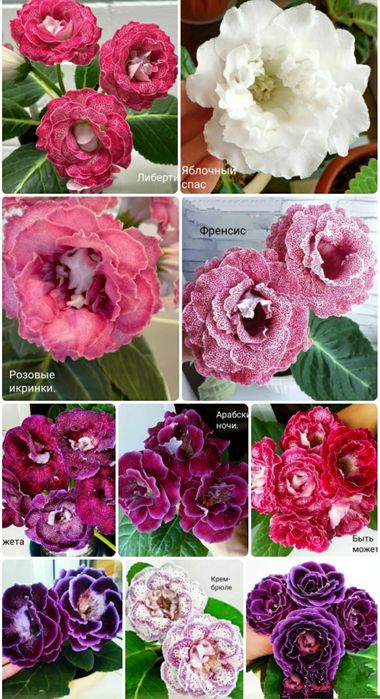 Укоренные листочки глоксиний.