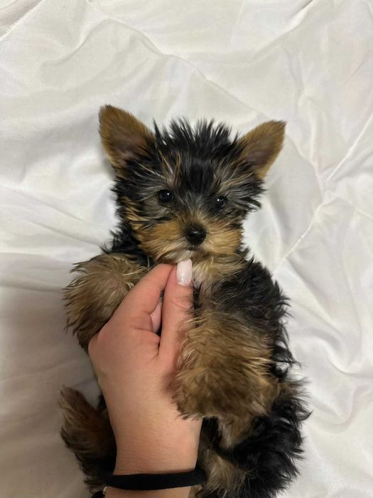 Женско мини йорки