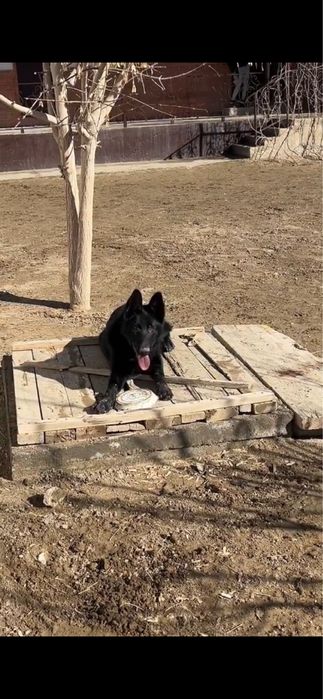 Немец рр сатылады 9 ай