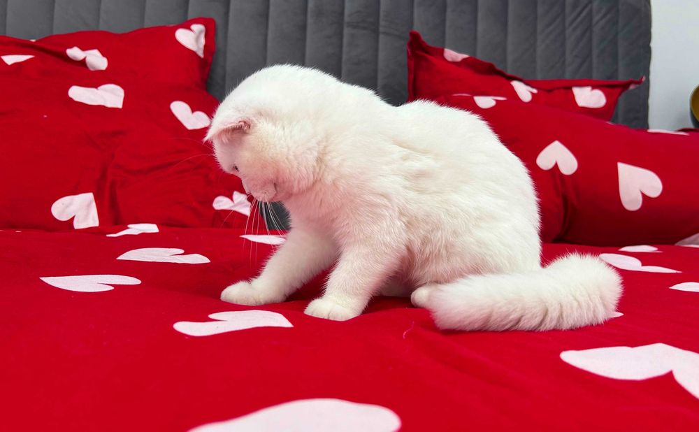 Pisicuță albă și adorabilă - Scottish Fold, cu Pedigree
