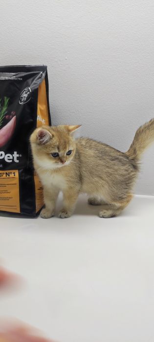 Котик и кошечка  британские