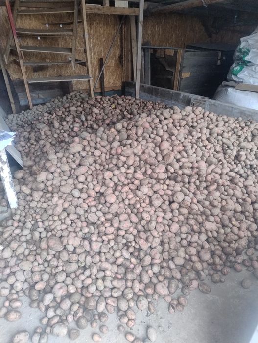 Cartofi pentru animale