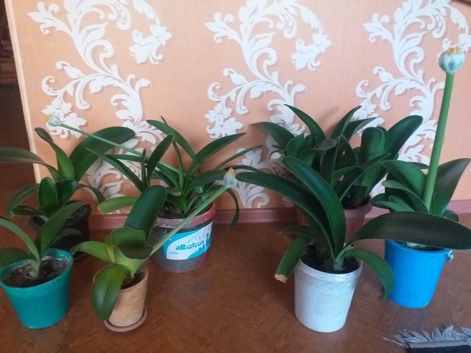 Цветы-денежное дерево