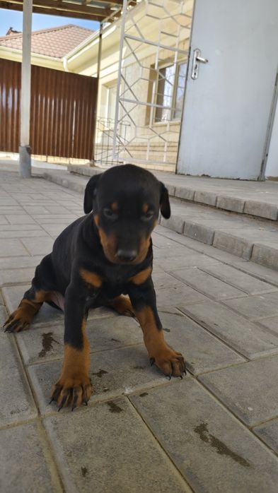 Продам щенков породистые