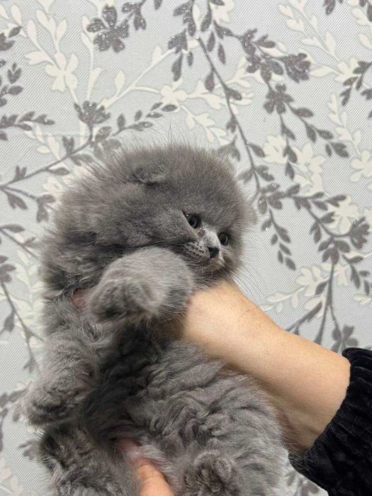 Shokish fold mushukchalar sotiladi