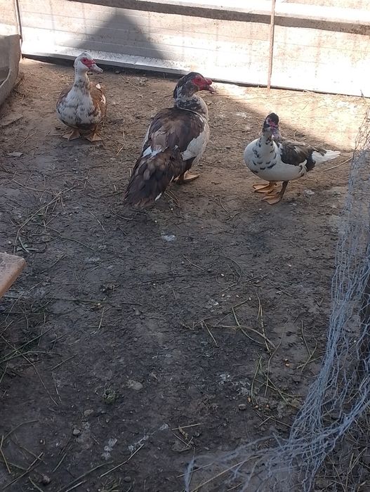 De vânzare o familie de rațe mute