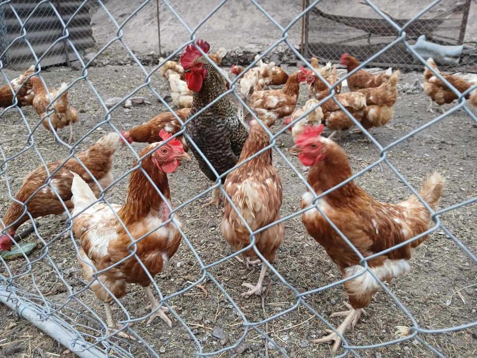 Продавам пронесли млади ярки и кокошки Ломан браун