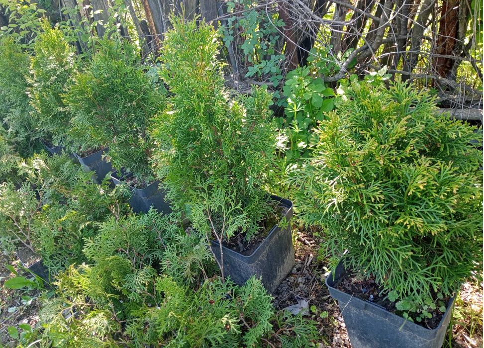 Tuia Smarald la ghiveci