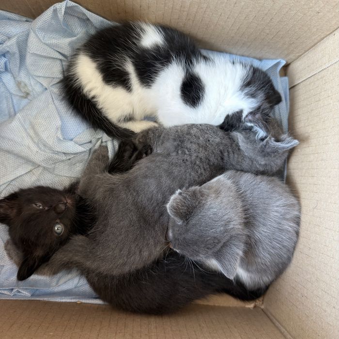 Отдам котят в добрые руки