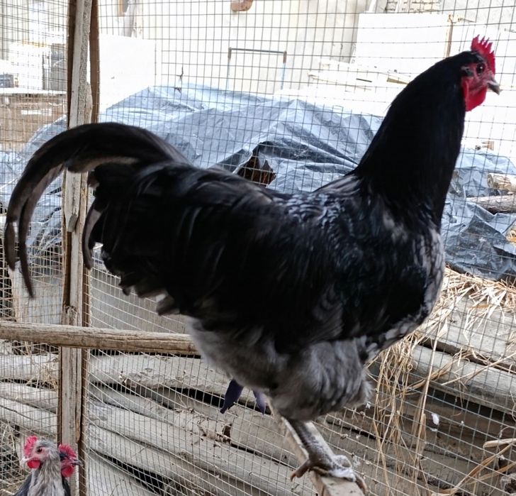 Австралорп хўрозлари сотилади