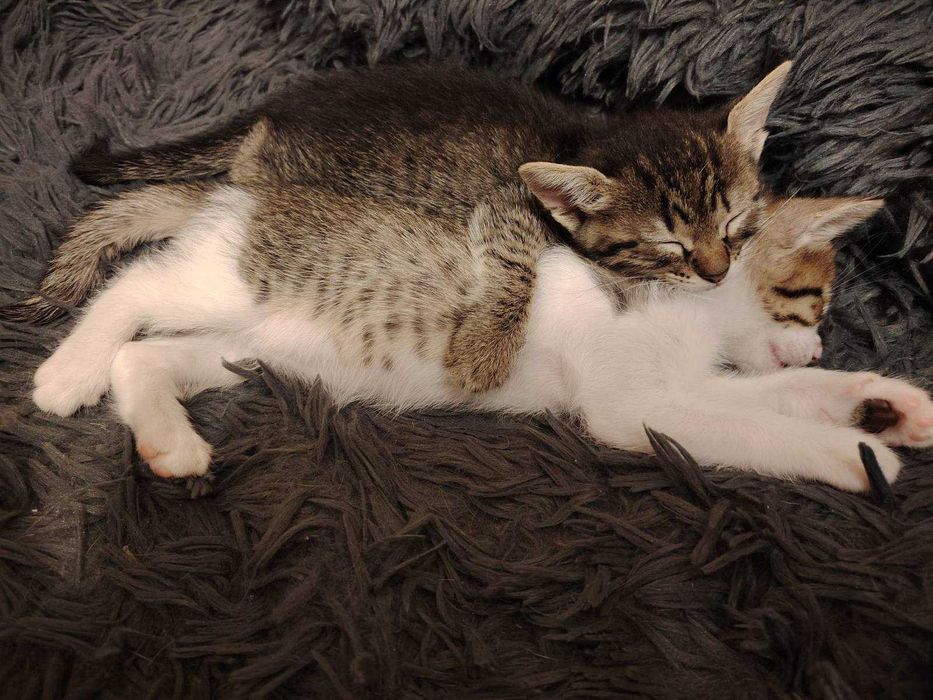 Малки котенца от Варна търсят дом