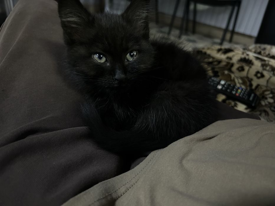 Котенок в хорошие руки