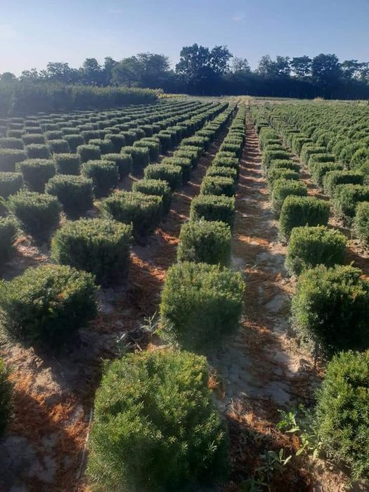 Plante speciale tuia forme