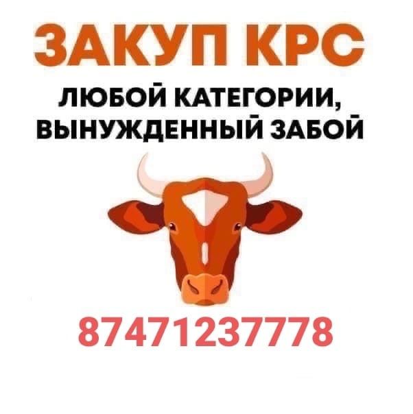 Коровыны коровники телята