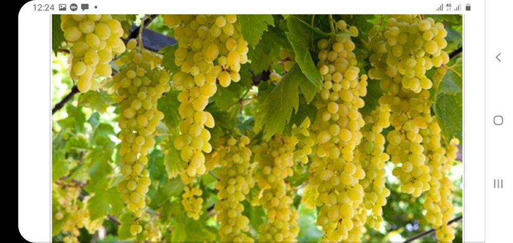 Саженцы винограда