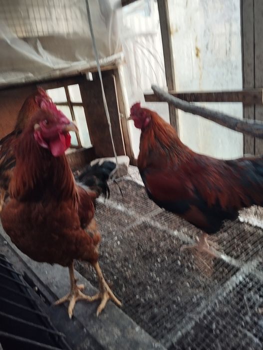 Продам срочно петухов