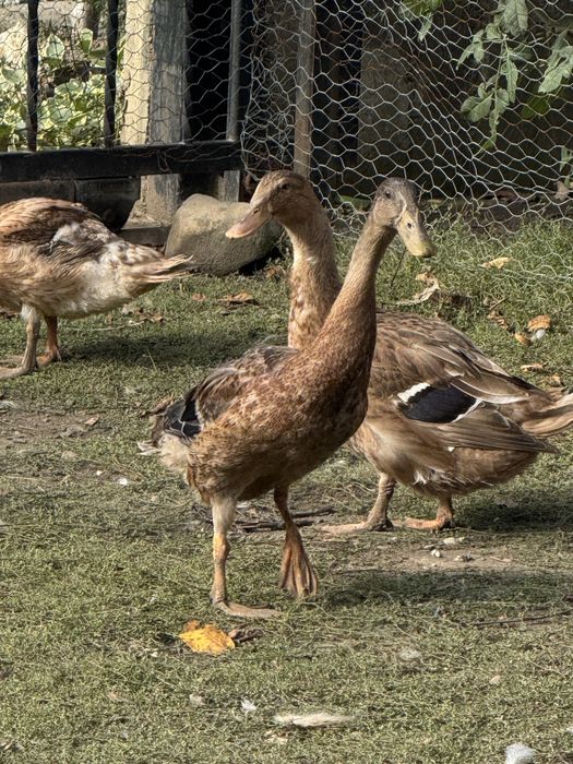 Rate Indiene Alergatoare