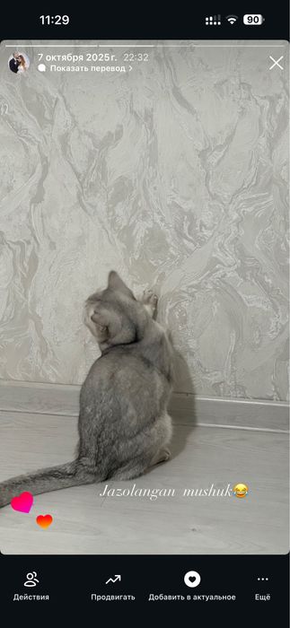 Mushuklar sotiladi. Britanskiy shinshilla srochno . Erkak, ayol. Bola