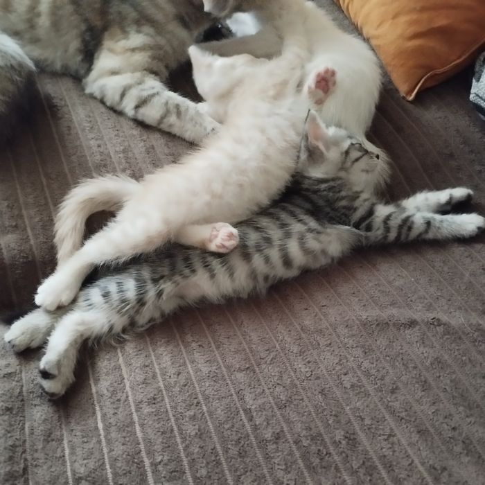 Отдам домашних котят в добрые руки
