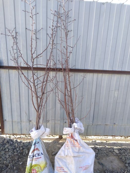 Местные Саженцы Вишня