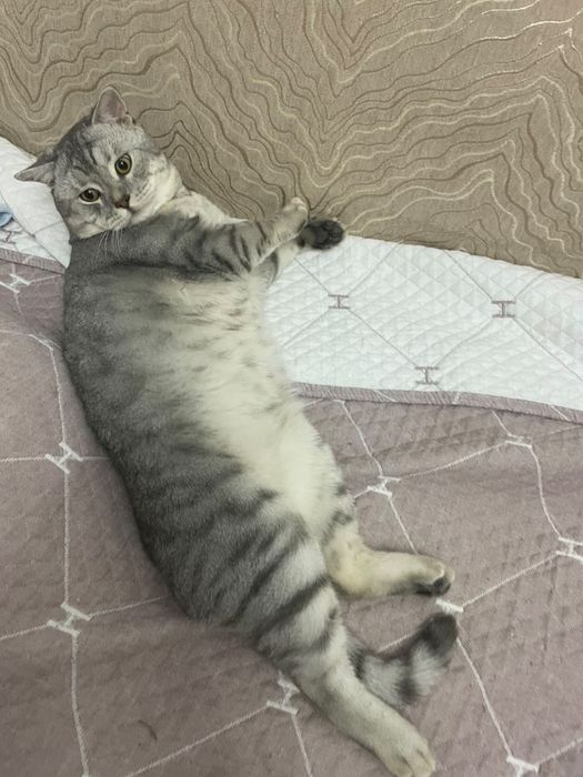 Отдам в хорошие руки кота