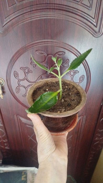 Цветы комнатные, домашние