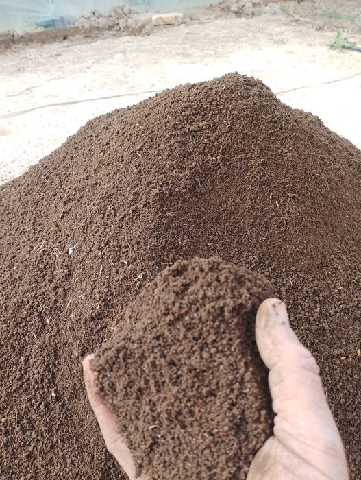 Хивада биягомус сатилади 1500 сум