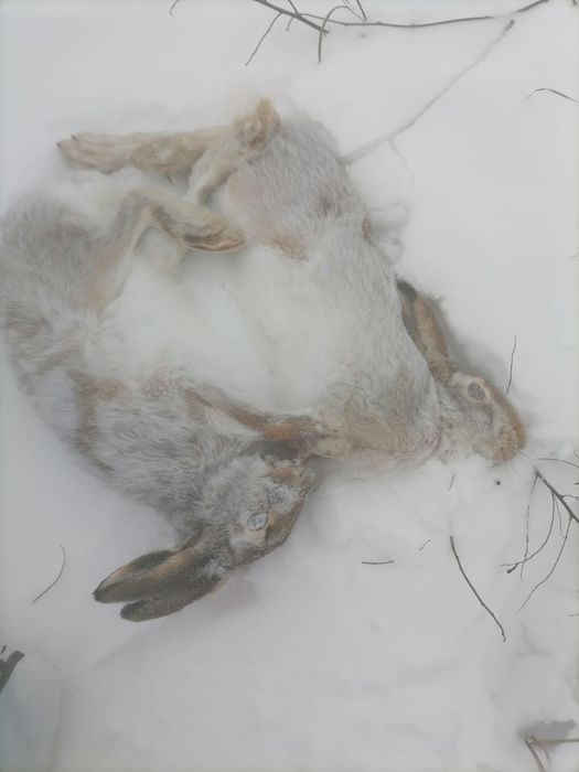 продам мясо зайца